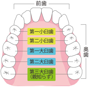 小臼歯の図